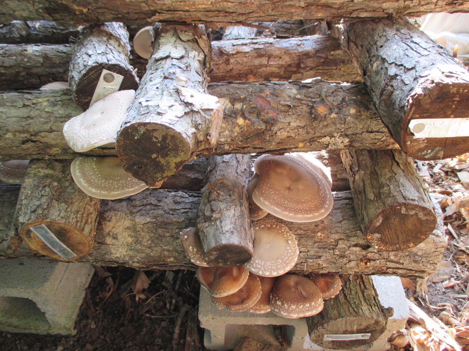 SHIITAKE (fungi forum at permies)