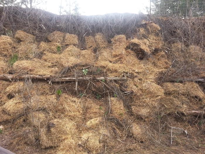 Filename: straw-stayed-on-the-hugel-over-the-winter-plants-popping-up-between.jpg
Description: straw stayed on the hugel over the winter, plants popping up between straw stayed on the hugel over the winter, plants popping up between