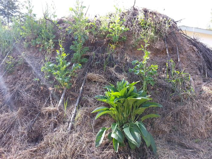 Filename: comfrey-and-kale-love-the-northern-side-of-these-hugels.jpg
Description: comfrey and kale love the northern side of these hugels comfrey and kale love the northern side of these hugels