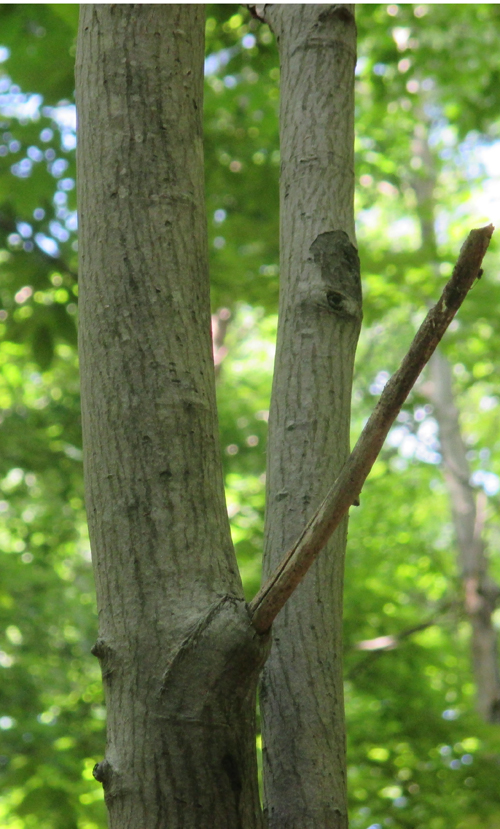 Small understory tree with red berries (trees forum at permies)