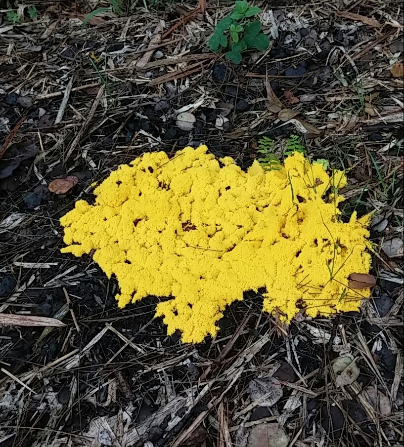 Fungi on my wood chip pile (fungi forum at permies)