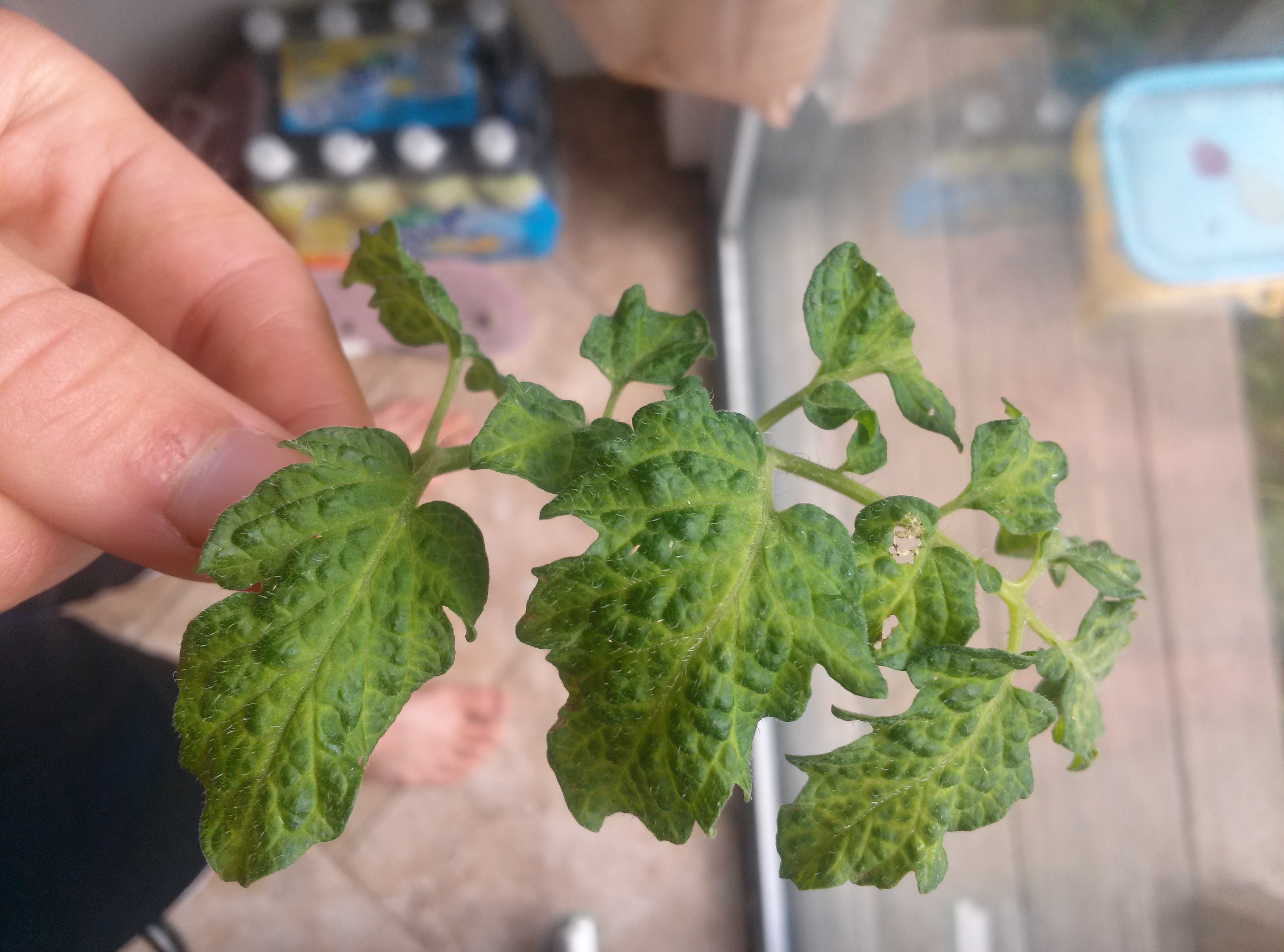 Issues with tomatillos, tomatoes and my beans. help. I think a