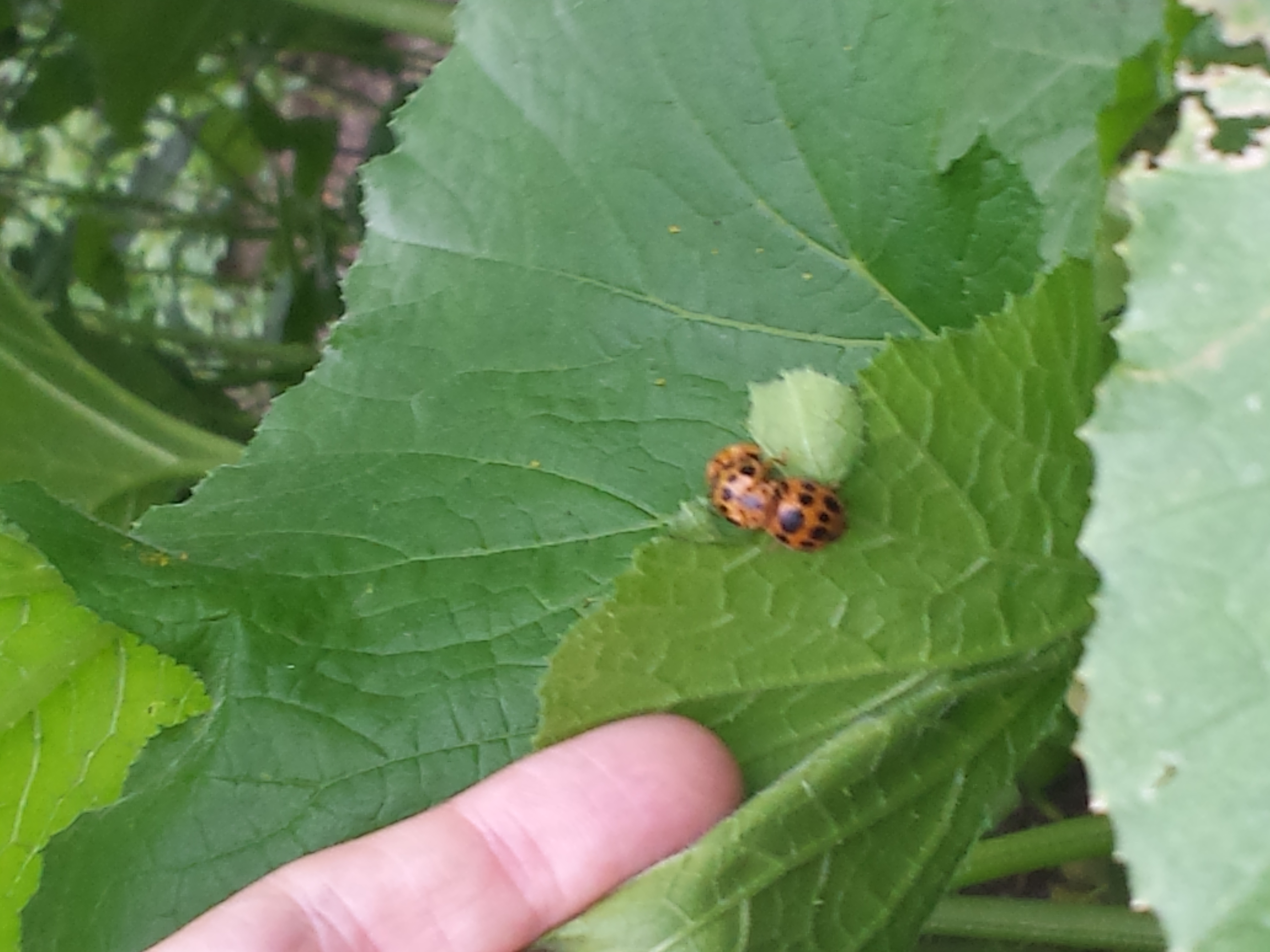 Lady bugs or cucumber beetles??? (bugs forum at permies)