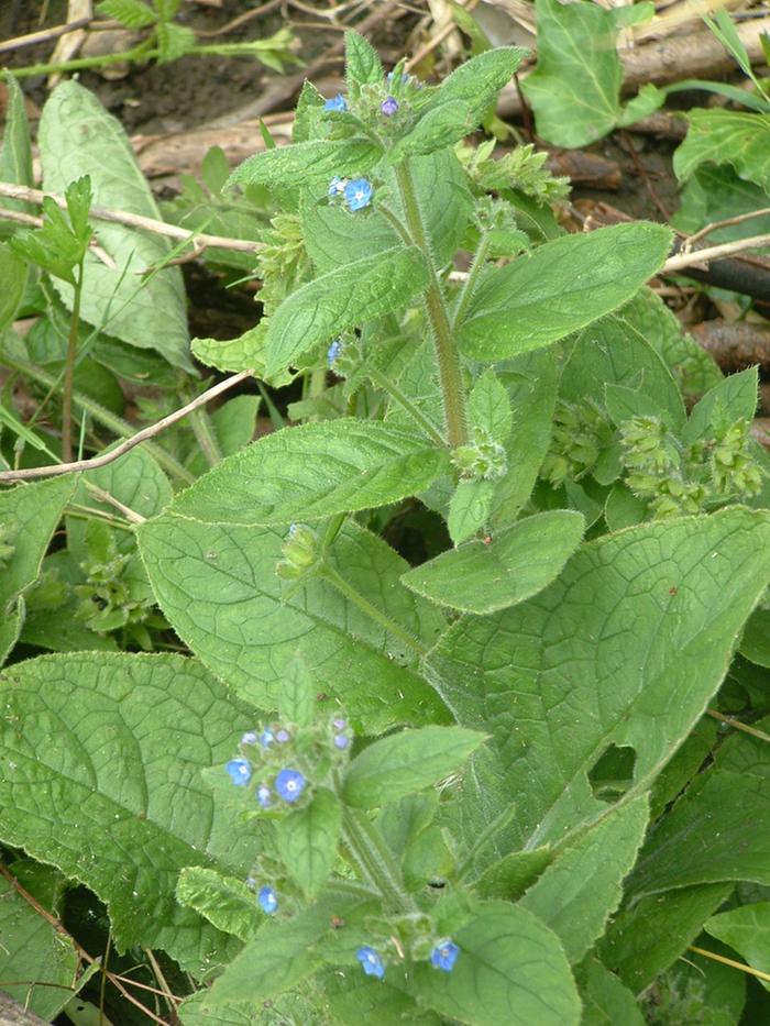 Plant id; is it a comfrey? (plants forum at permies)