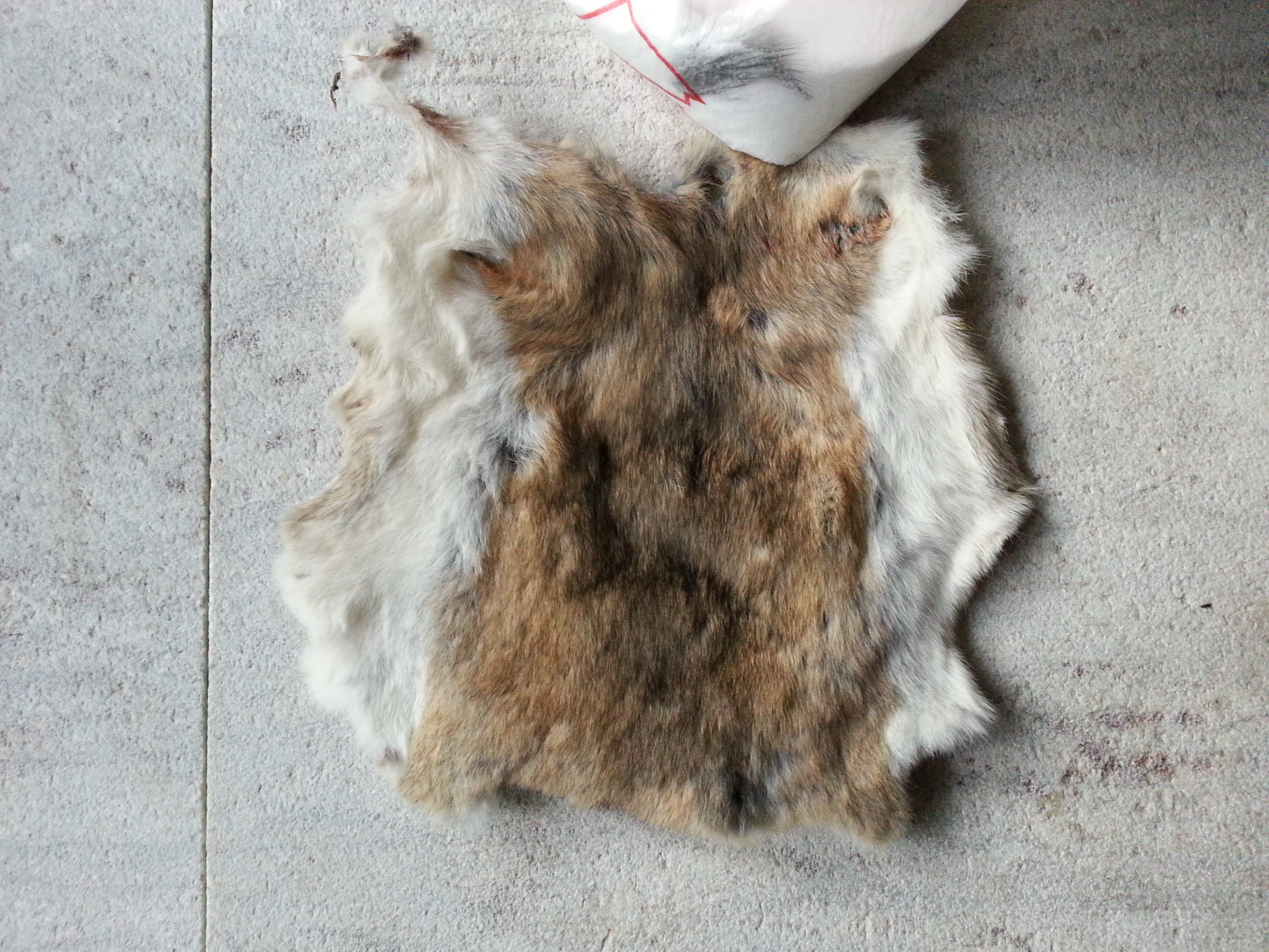 harvesting small animal pelts (wheaton laboratories forum at permies)