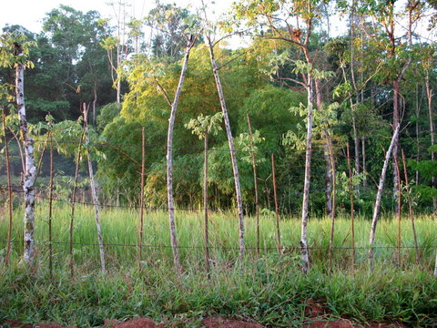 Living Willow Hedge