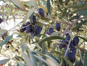 [Thumbnail for kalamata3.jpg]