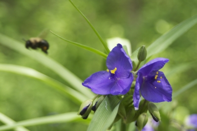 [Thumbnail for Tradescantia_virginiana_0009.png]