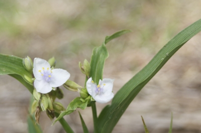 [Thumbnail for Tradescantia_virginiana_0011.png]