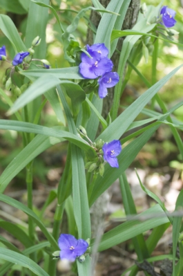 [Thumbnail for Tradescantia_virginiana_0006.png]