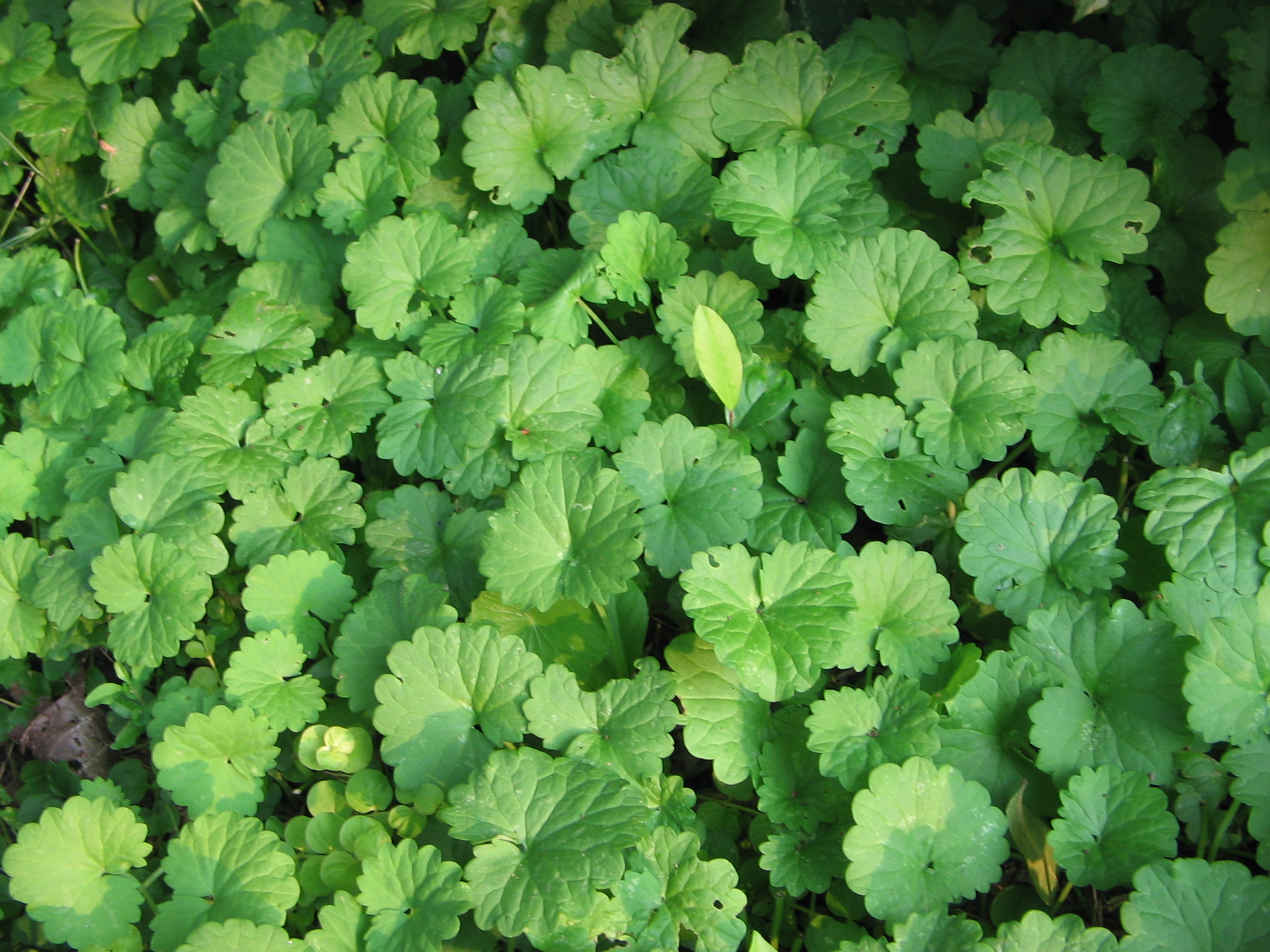 creeping ground cover plant ID (wildcrafting forum at permies)
