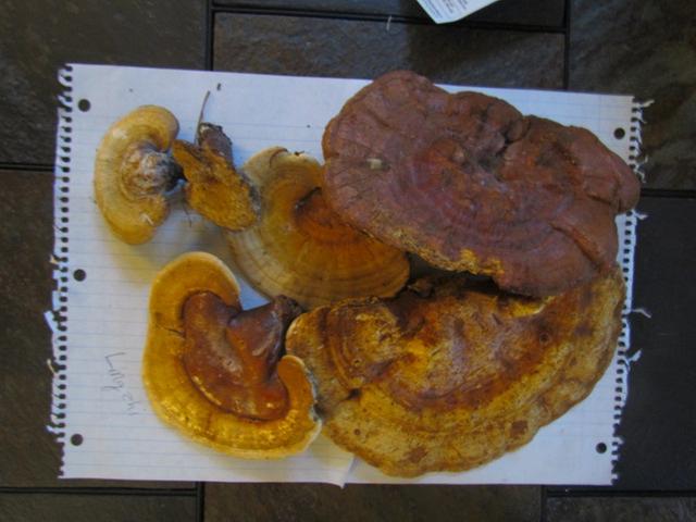 [Thumbnail for IMG_1983.jpg]