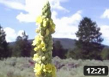 permaculture mullein