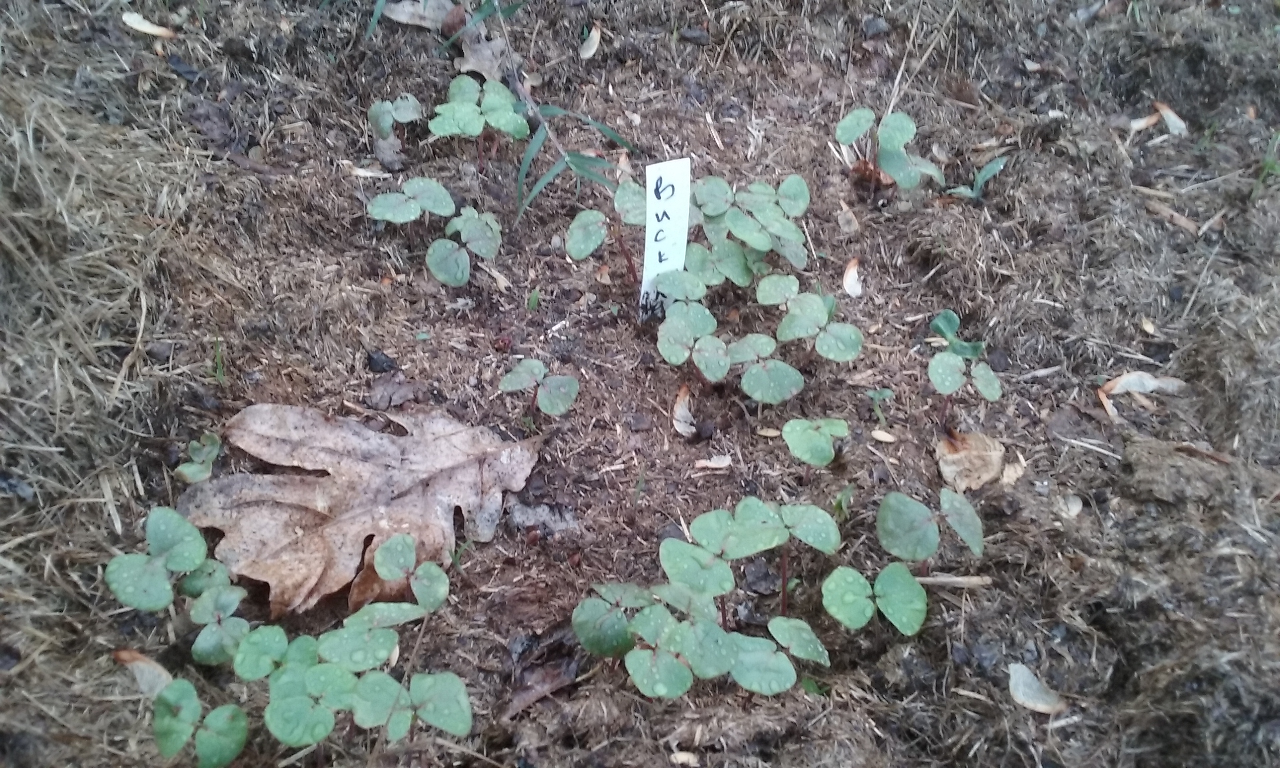 Growing Buckwheat with Natural Plant Nursery (plants forum at permies)