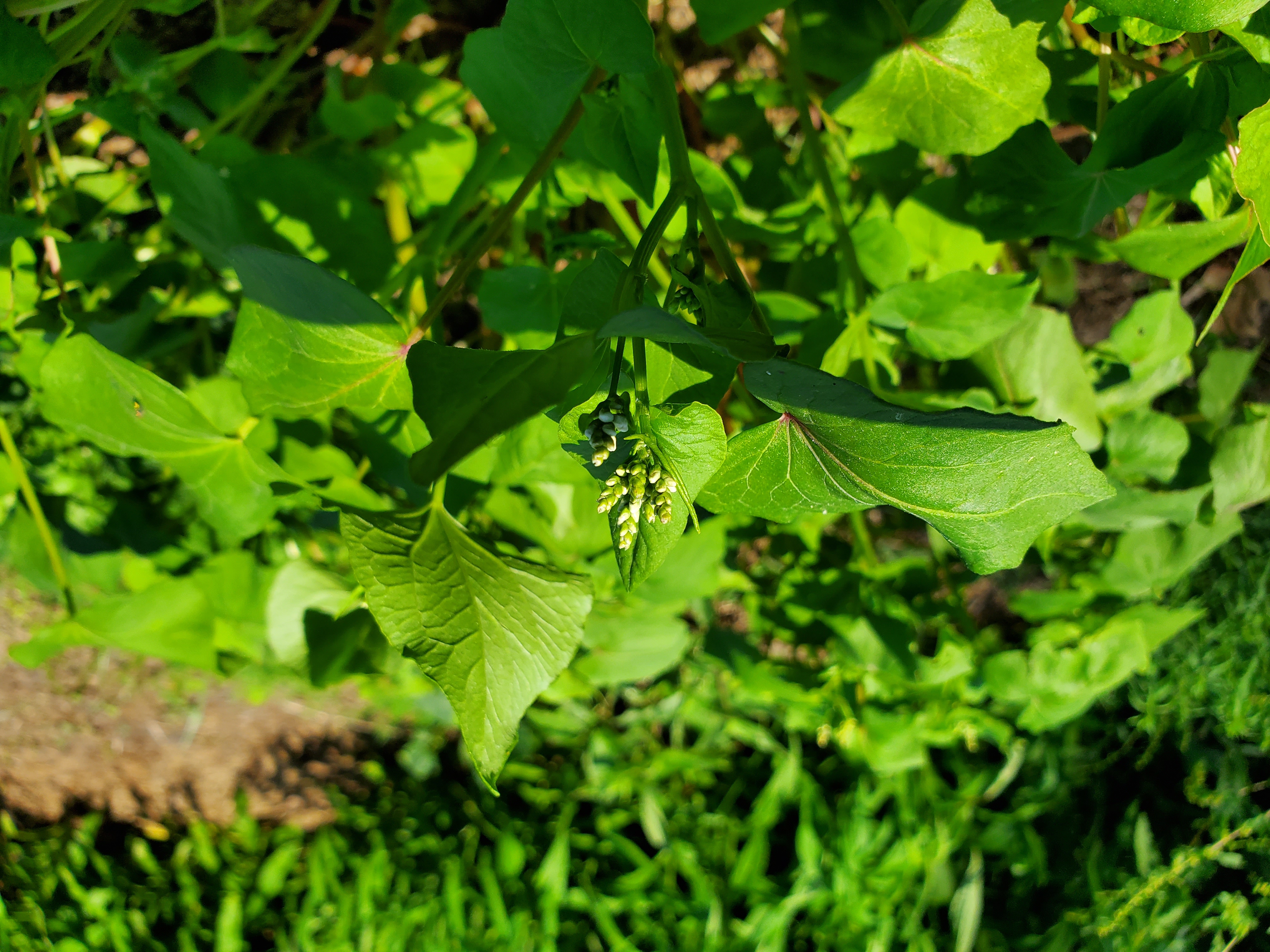 Growing Buckwheat with Natural Plant Nursery (plants forum