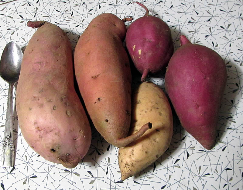 Reed's Landrace Sweet Potatoes (swapping and breeding vegetables ...