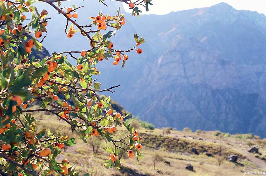 Дерево средней азии. Дулана дарахти. Боярка ягода Таджикистан. Узбекистан Дулана. Боярки в Узбекистане