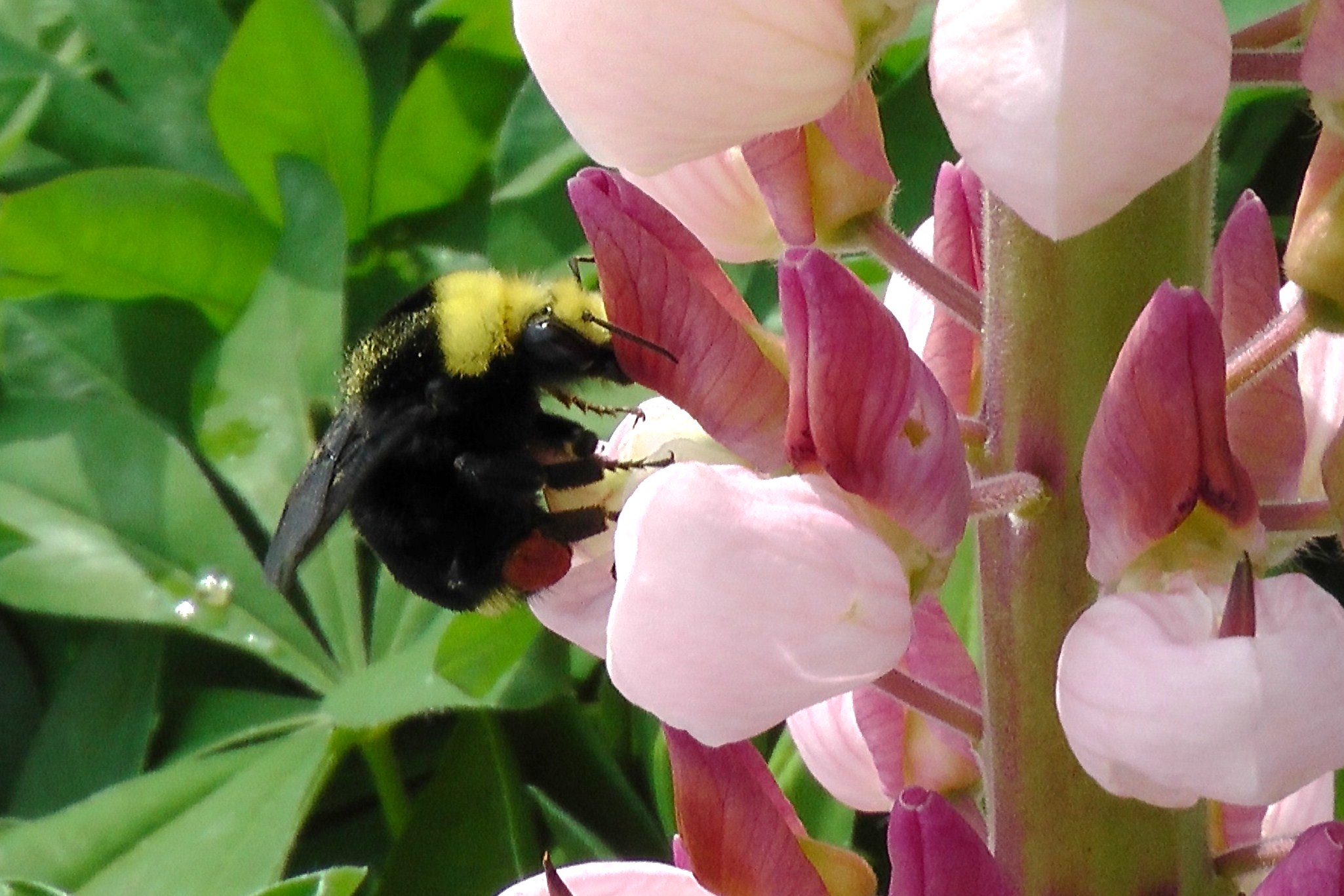 Pollinator photos --- Add yours, name and describe them. Let's make it ...