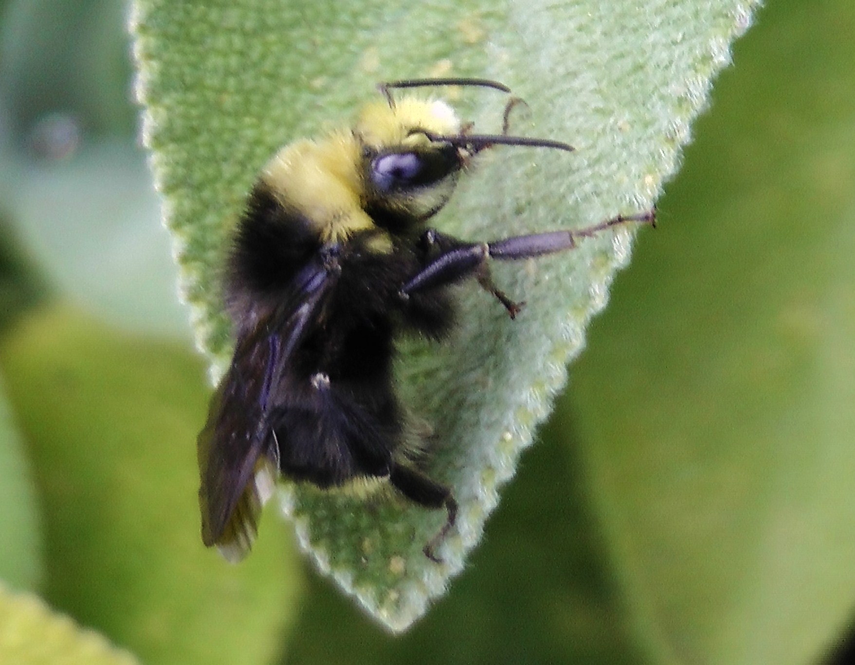 Pollinator photos --- Add yours, name and describe them. Let's make it ...