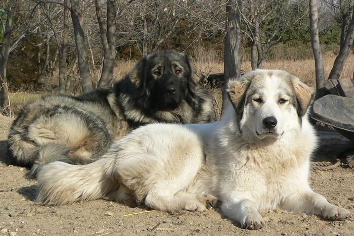 The (Un)Official Permie's Dog Picture Thread (dogs and cats forum at ...