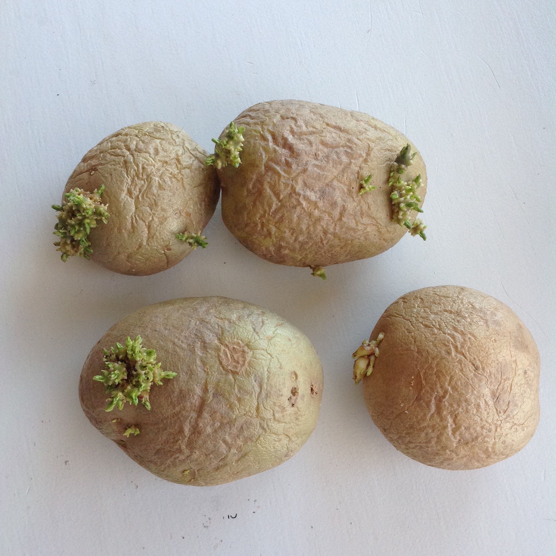 Permies' Potato experiments (potatoes forum at permies)