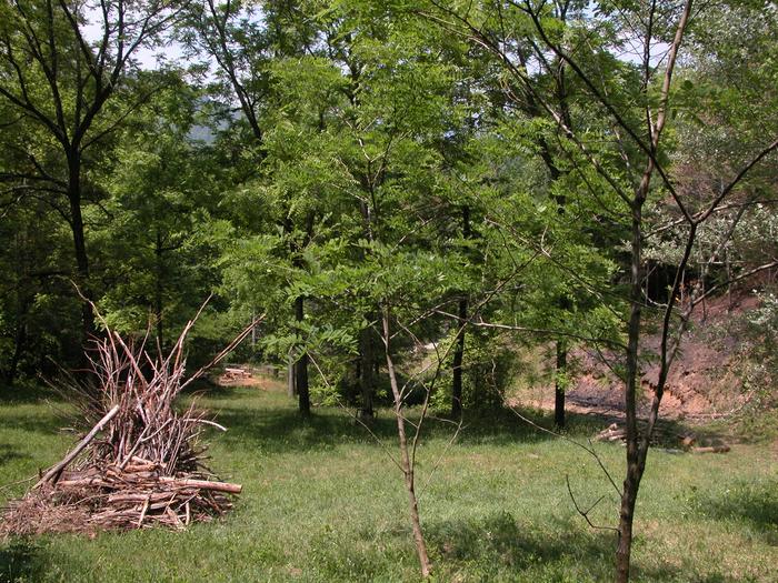 Shade Tolerant Edible Cooperative Community Compendium bit.ly ...