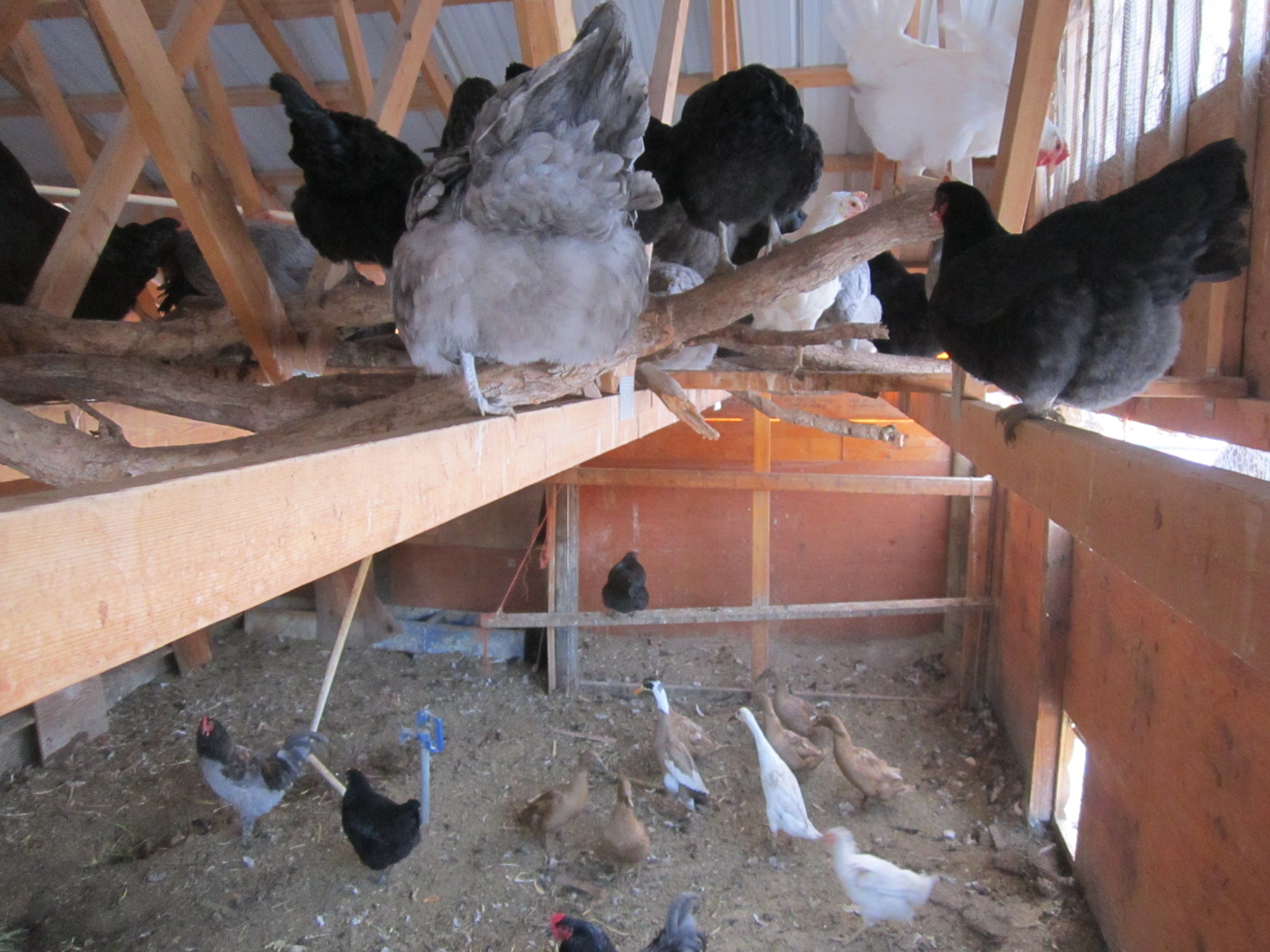 Вентиляция в курятнике своими руками