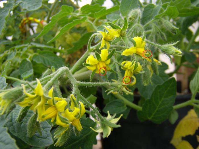 Promiscuous tomatoes