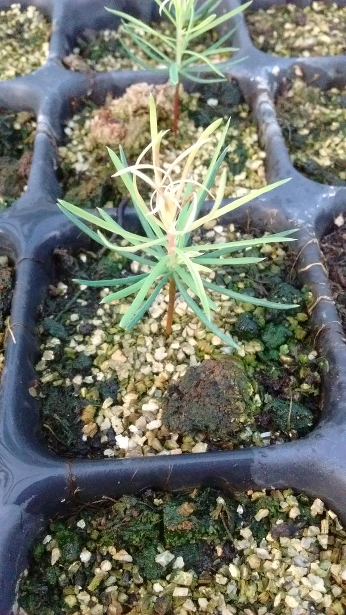 Douglas fir seedlings - weird color (trees forum at permies)