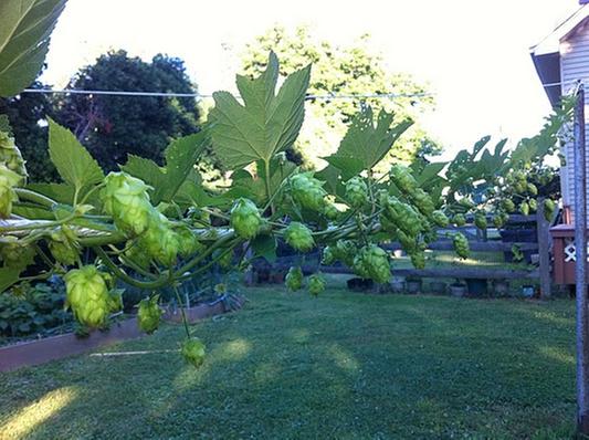permaculture hops production (permaculture forum at permies)